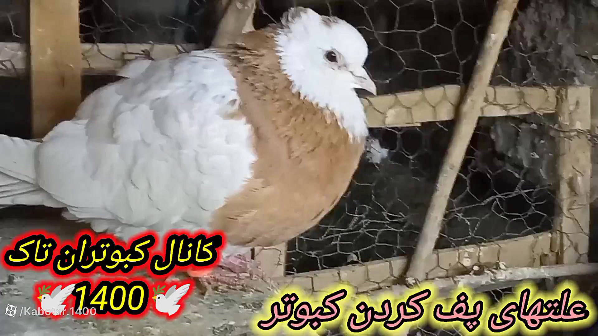 علتهای پف کردن کبوتر