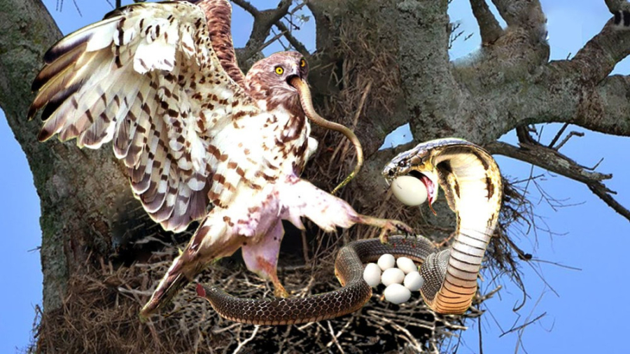 جنگ مار و عقاب، انتقام وحشتناک...