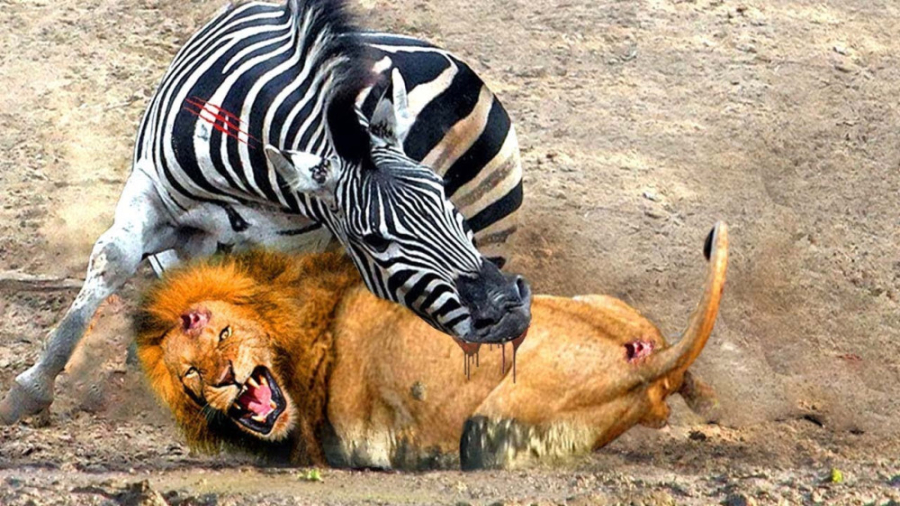 حمله نفس گیر گورخر عصبانی به ش...