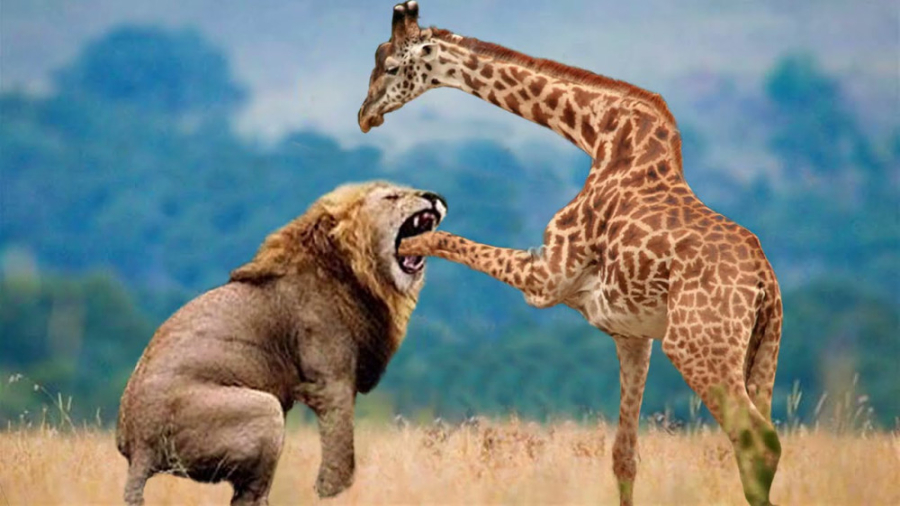 جنگ شیر و زرافه | شکست شیر مقا...