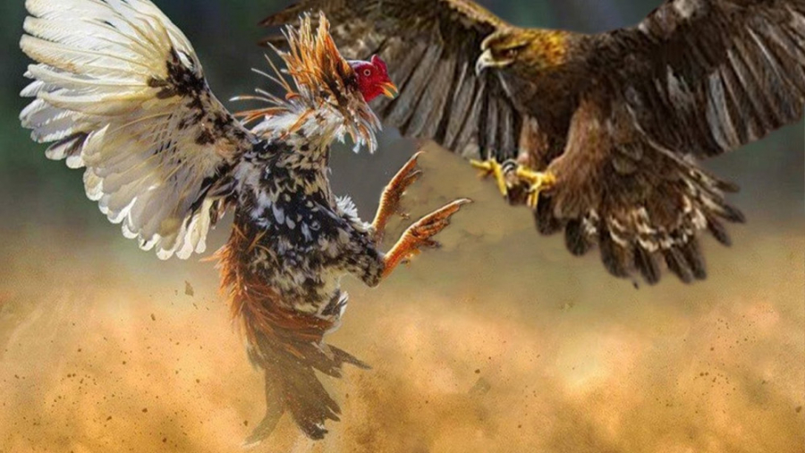 جنگ عقاب و خروس | شکست سخت عقا...