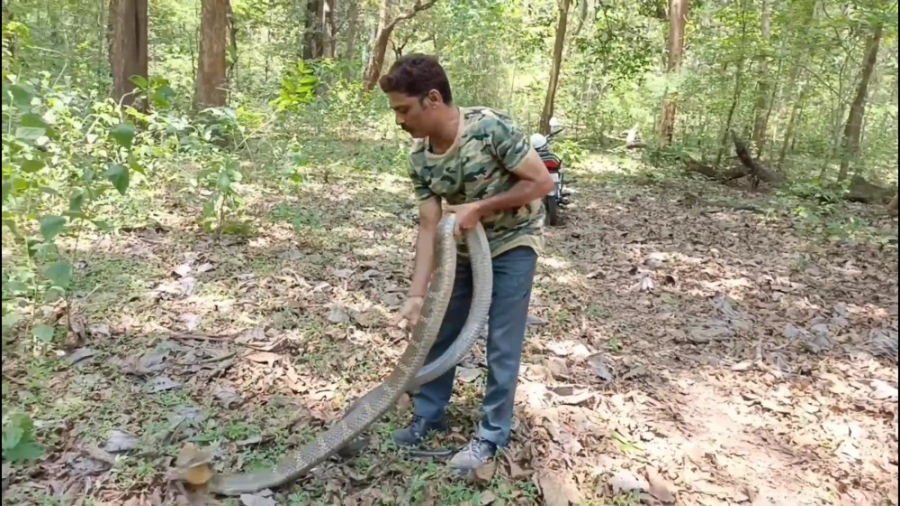 رفتار جالب و دیدنی شاه مارهای...