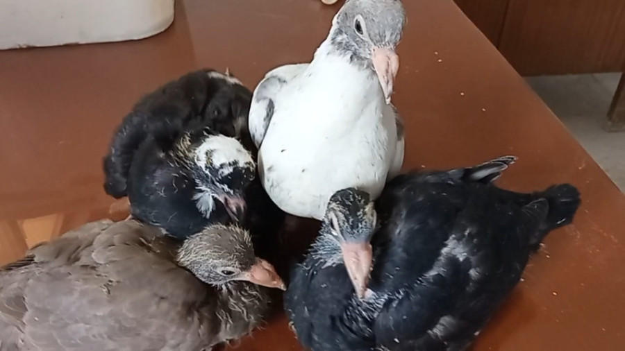 نکات مهم در مورد کبوتر جوجه وا...