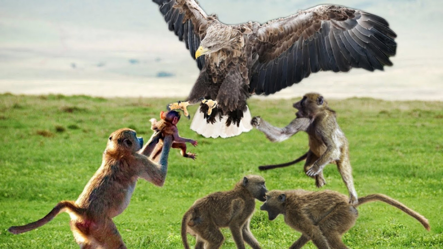 عقاب در مقابل پنج میمون در یک...