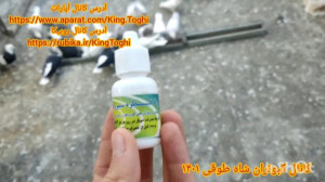 درمان خس خس و کبوتر مورد علاقه...
