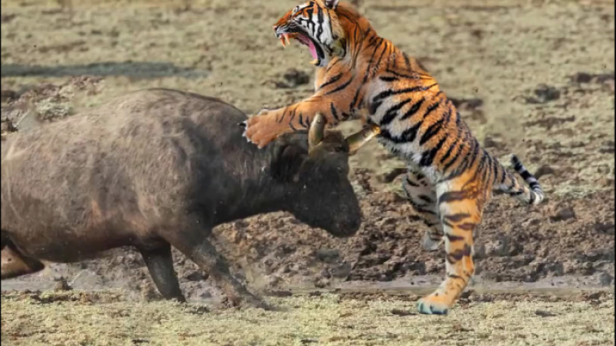 جنگ حیوانات وحشی، ببر در مقابل...