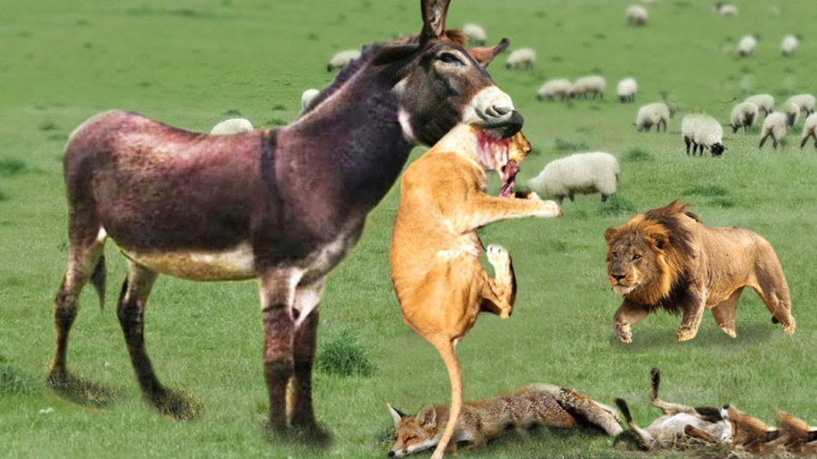 حملات الاغ خشمگین به حیوانات |...