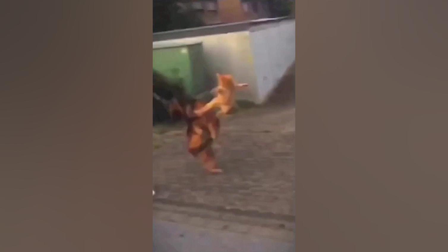 اگه گربه ی چکمه پوش با پاندای...