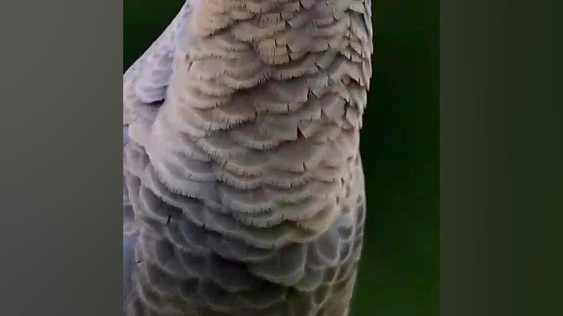 طنز  توجه!!!!: این پرنده در سا...