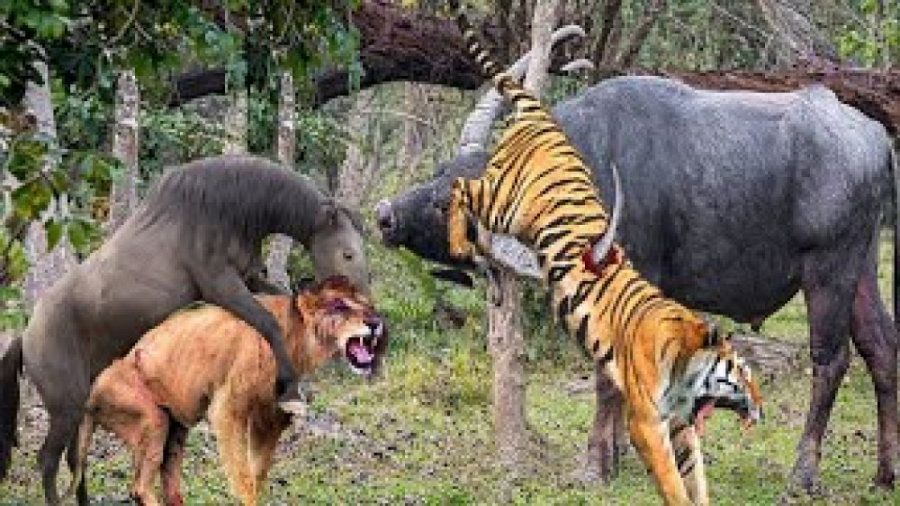 حمله شگفت انگیز حیوانات، جنگ و...