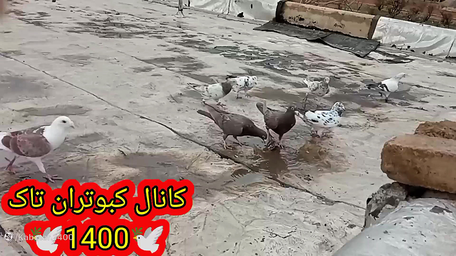 کبوتر بازی با کبوترای داخل حیا...