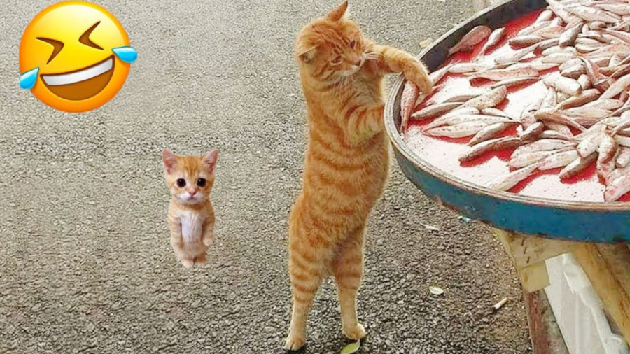 حیوانات خنده دار، ویدیو های با...