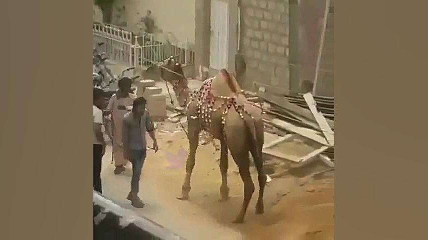 لگد زدن شتر به انسان