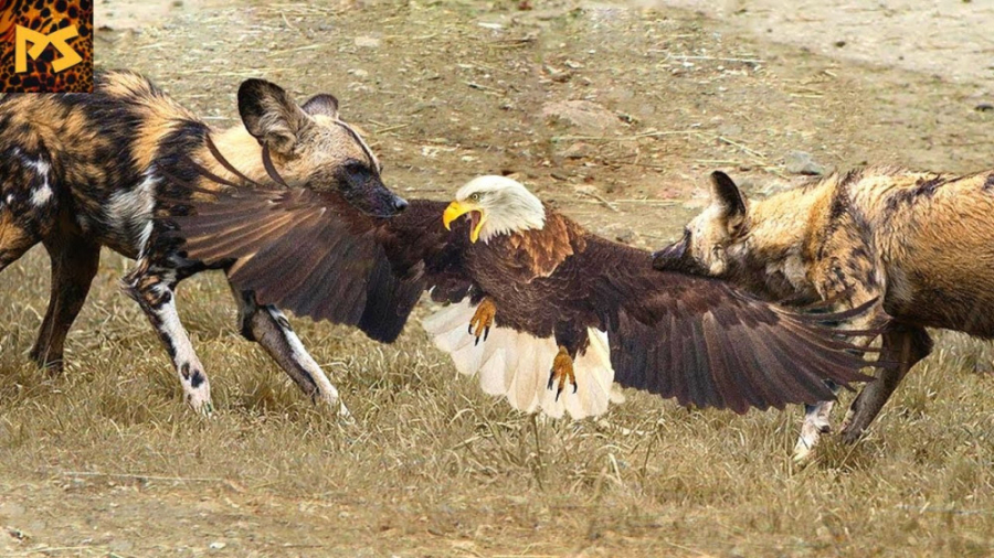 دنیای حیوانات وحشی نبرد با پرن...