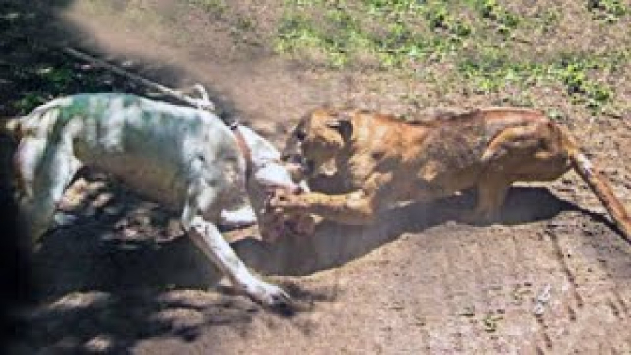 سگ دوگو آرژانتینی یا شیر کوهی...