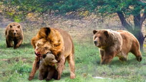 دنیای حیوانات  خرس در مقابل شی...