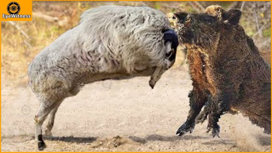 حملات قوچ ها و گوسفندان  حملات...