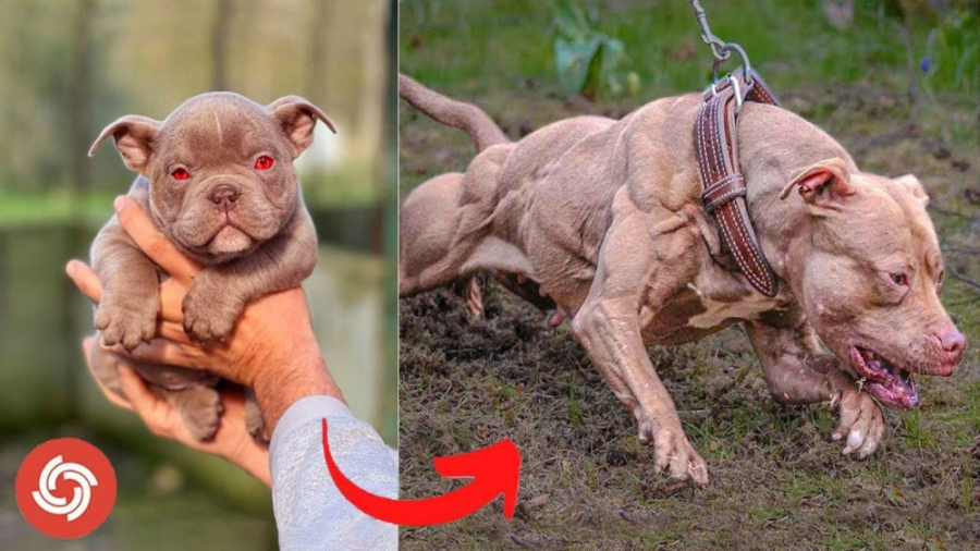 حیوانات وحشی  چالش حیوانات  تغ...