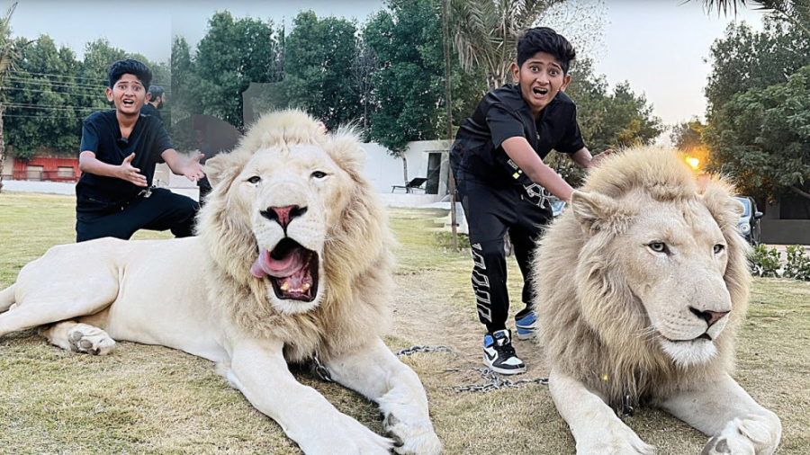 رفتن پسربچه شجاع به باغ وحش و...