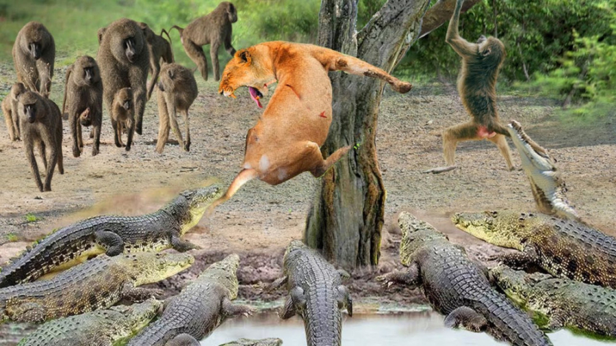 پایان غیرمنتظره تمساح | نجات ش...