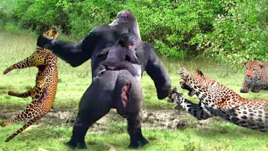 قدرت ترسناک بابون! این یک پایا...