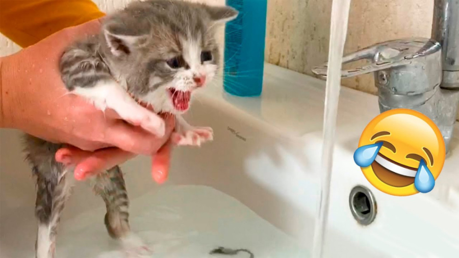 کلیپ طنز خنده دار ، حیوانات خا...