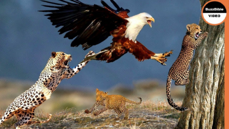 جنگ عقاب و پلنگ | ربودن بچه پل...