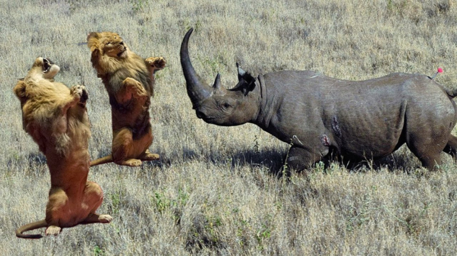 دیوانه ترین نبرد بزرگ کرگدن در...