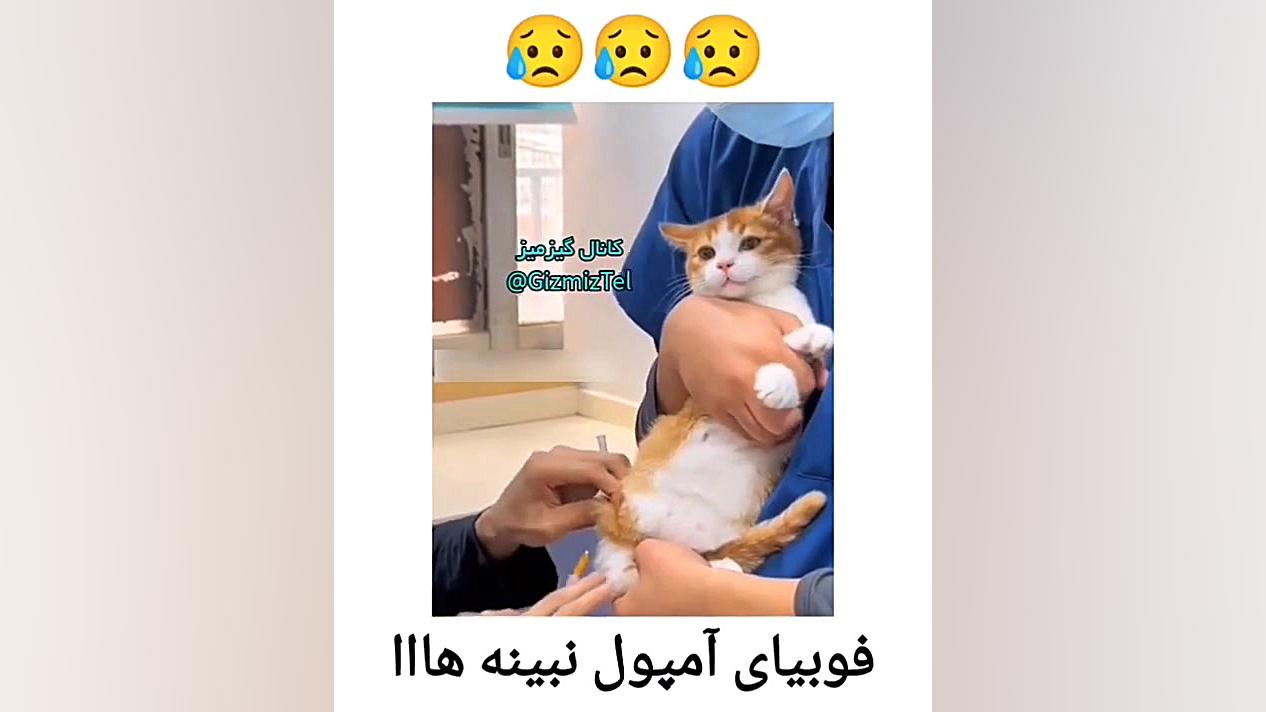 زدن امپول به گربه طنز