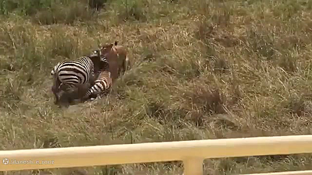 دفاع جانانه گوره خر و دست خالی...