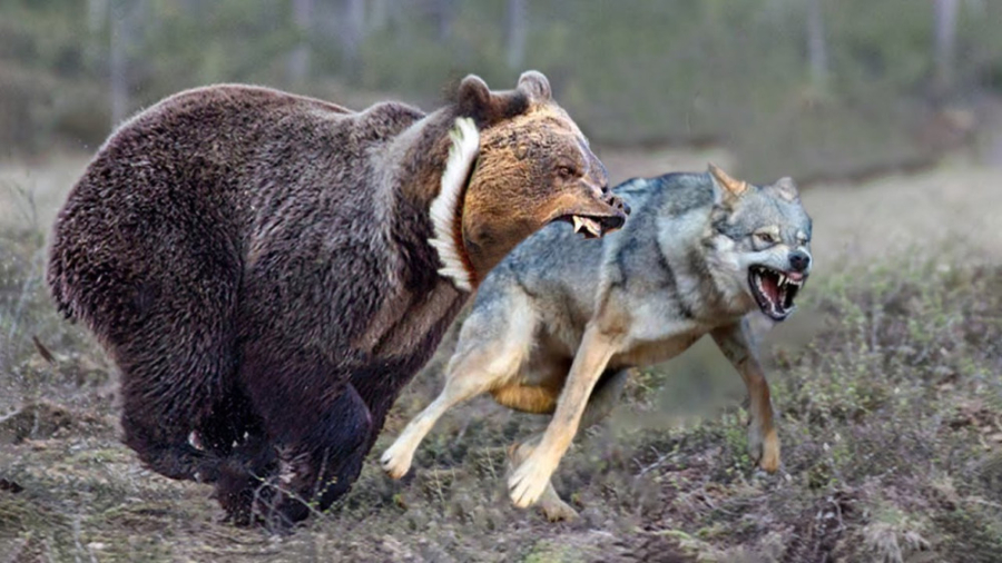 خرس تنها با 20 گرگ به تنهایی م...