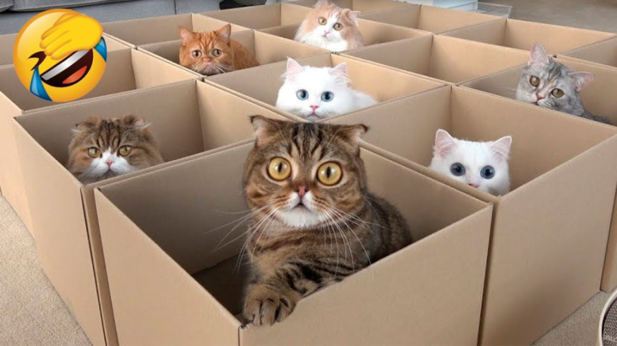 خنده دار ترین کلیپ طنز گربه ،...