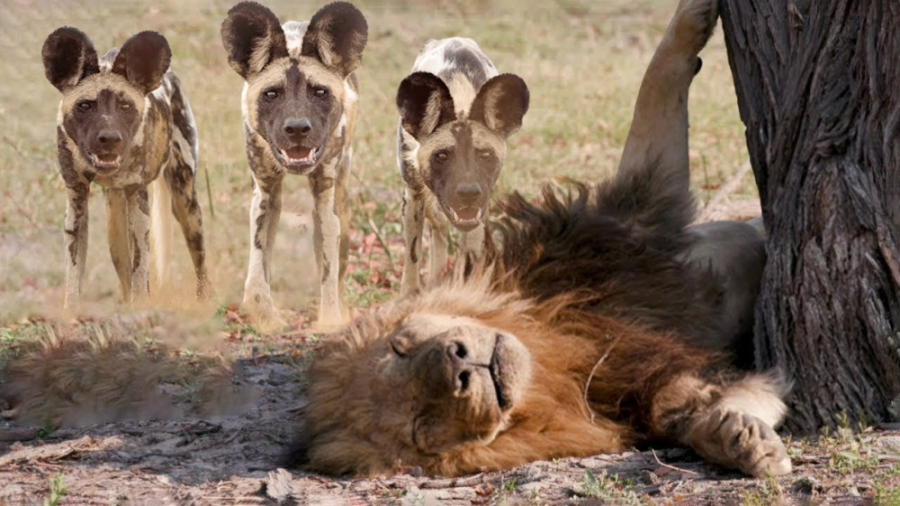 مستند حیات وحش | جنگ حیوانات و...