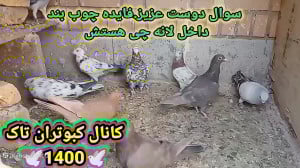 لانه کبوتر (فایده چوب بند زدن...
