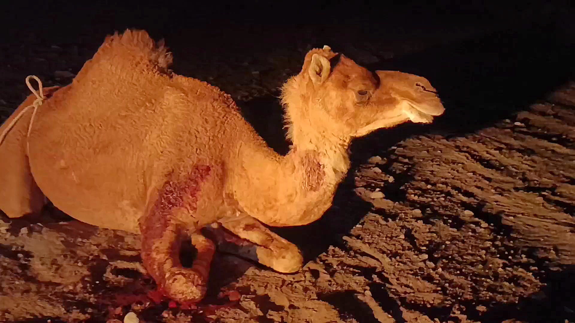 شکسته شدن دست شتر