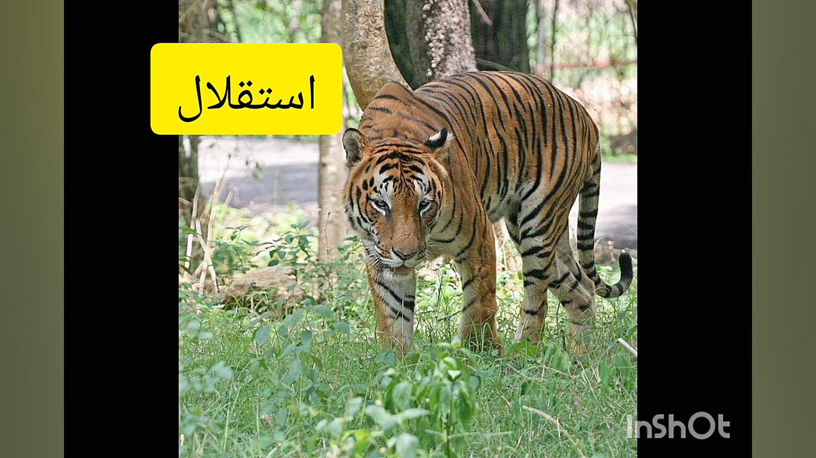 مسخره کردن پرسپولیس