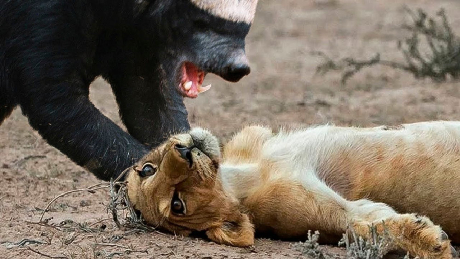 چرا هانی بجر نترس ترین حیوان ر...