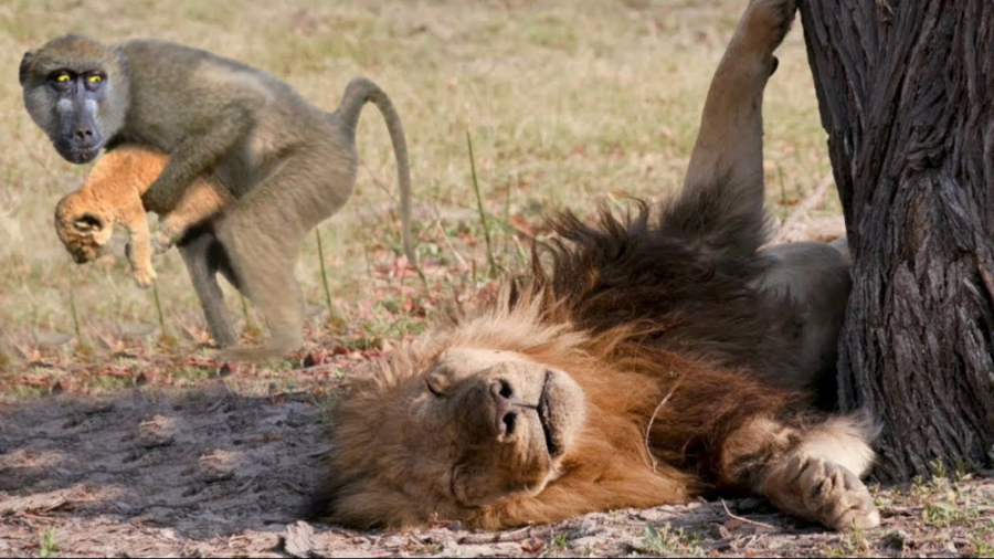 میمون توله شیر را در حالی که د...