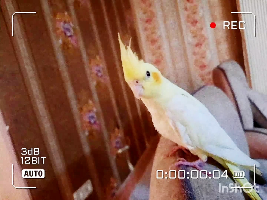 خوشگل زیاد پیدا میشه تو دنیا.....
