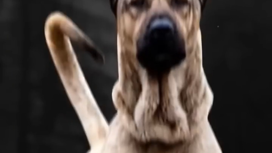 سگ هایی که می توانند به راحتی...