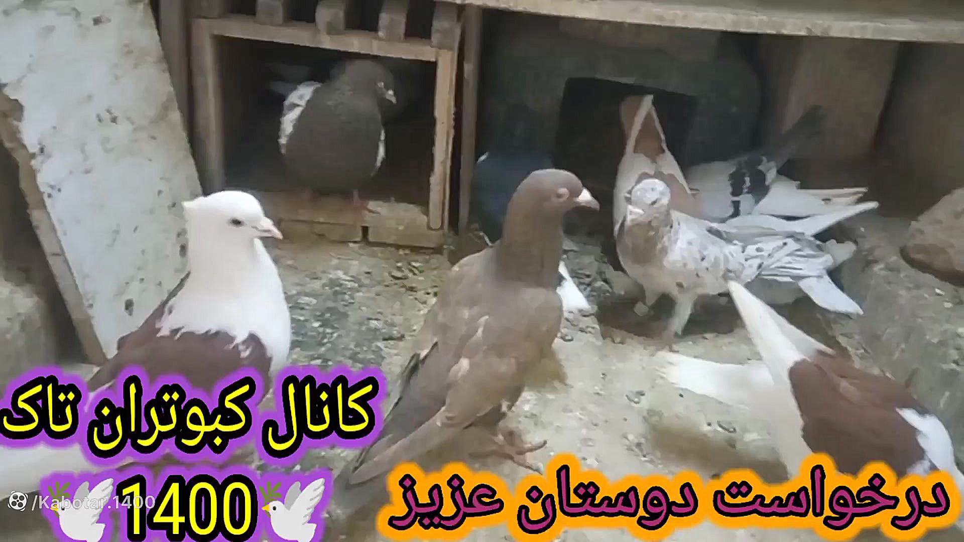 تخم داشتن کبوتر ماده (روشهای ف...