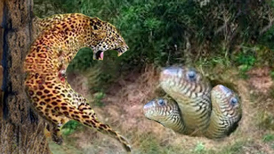 نبرد مار و پلنگ ها | دنیای حیو...