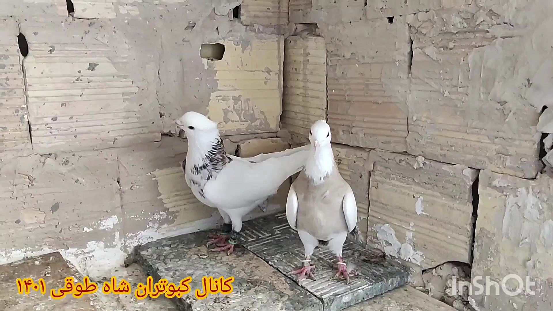 کبوتر های جدید جوجه کشی