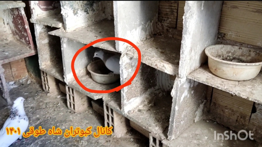 دلیل جفت نشدن و تخم نکردن کبوت...