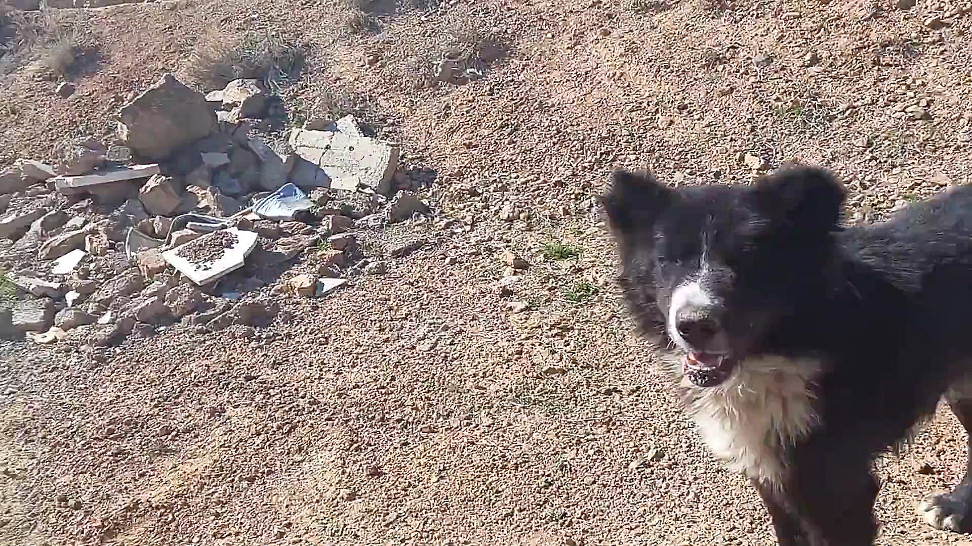 درگیری سگ ها سر غذا جفت یابی