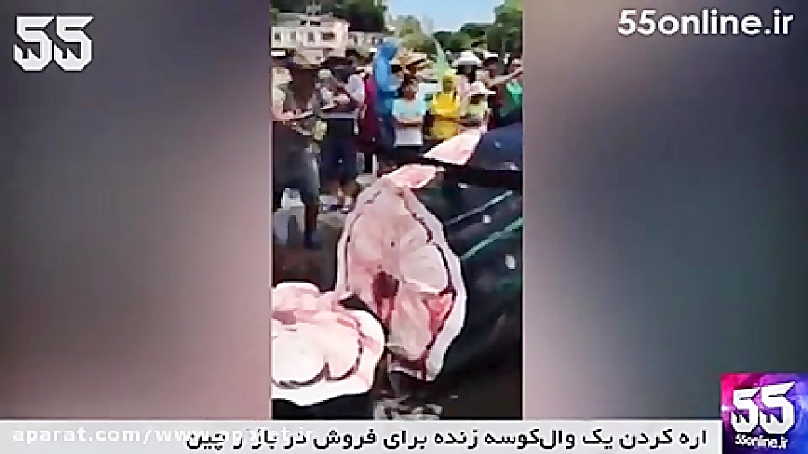 اره کردن وحشتناک یک وال کوسه ز...