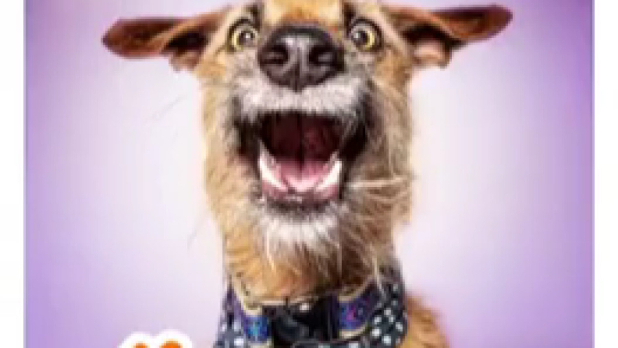 انواع نژاد سگ