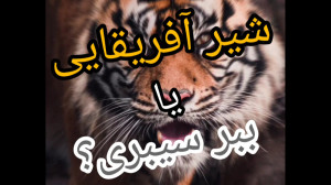 شیر افریقایی یا ببر سیبری ؟ کد...