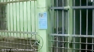 کشتن شتر توسط شیر (حادثه ای در...