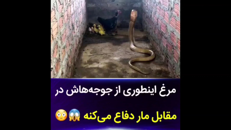 حمله مار به مرغ، دفاع جانانه م...